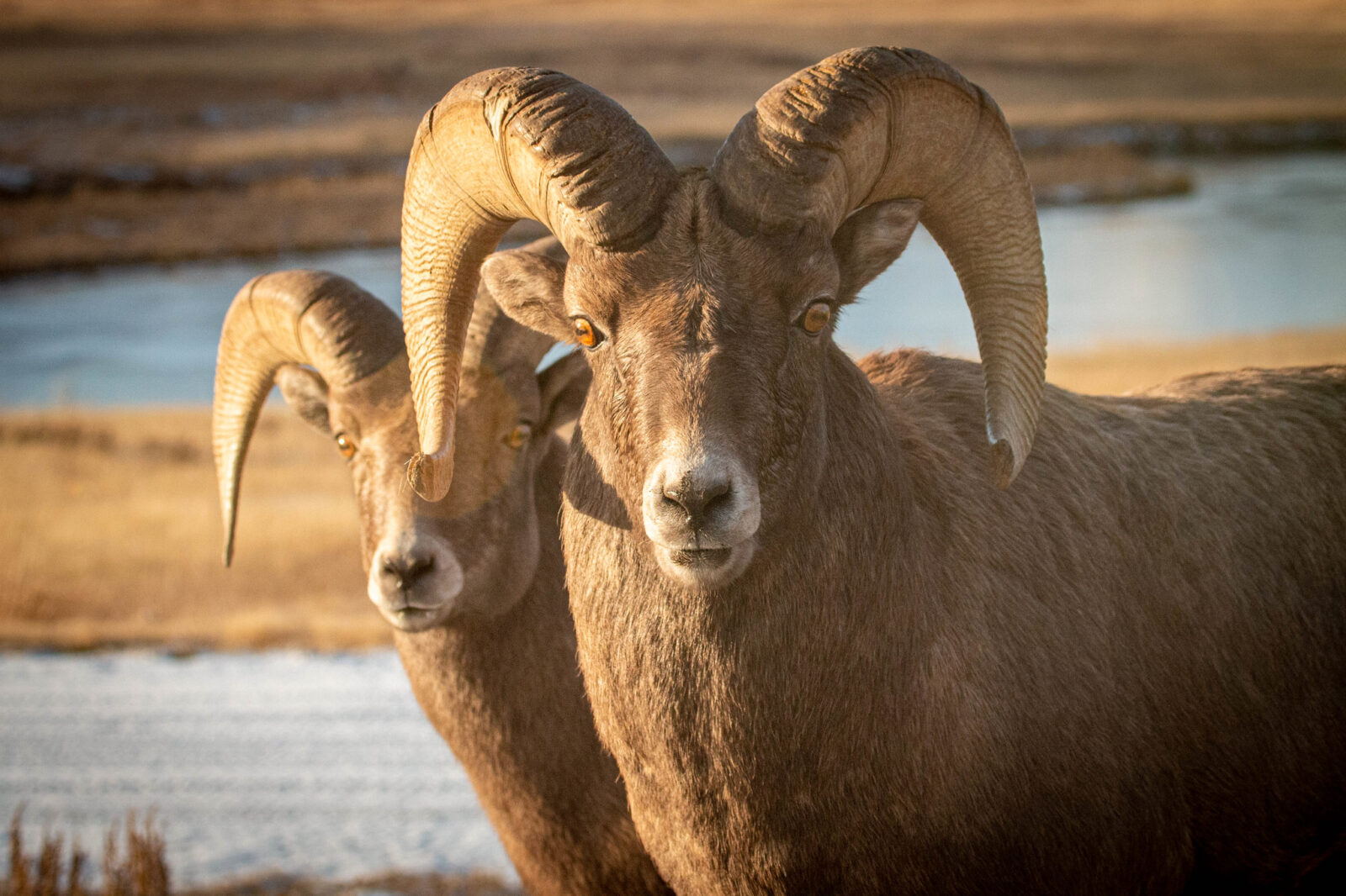 The bighorn sheep mating season is underway.