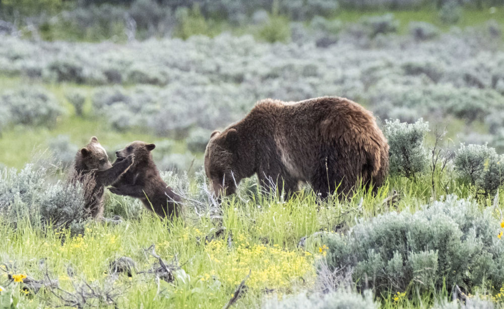 Grizzly 399 grazes while two of her cubs of the year play in Grand Teton National Park. Photo: Latham Jenkins.