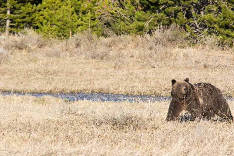 Proper distancing from bears in Grand Teton is a minimum of 100 yards.