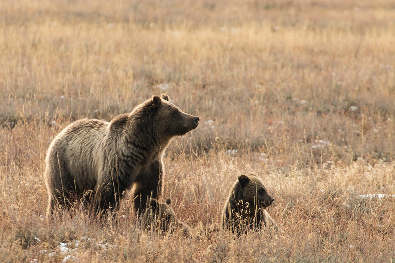 Grizzly bears are extremely protective of their young. Exercise extreme caution if you encounter a sow with cubs.