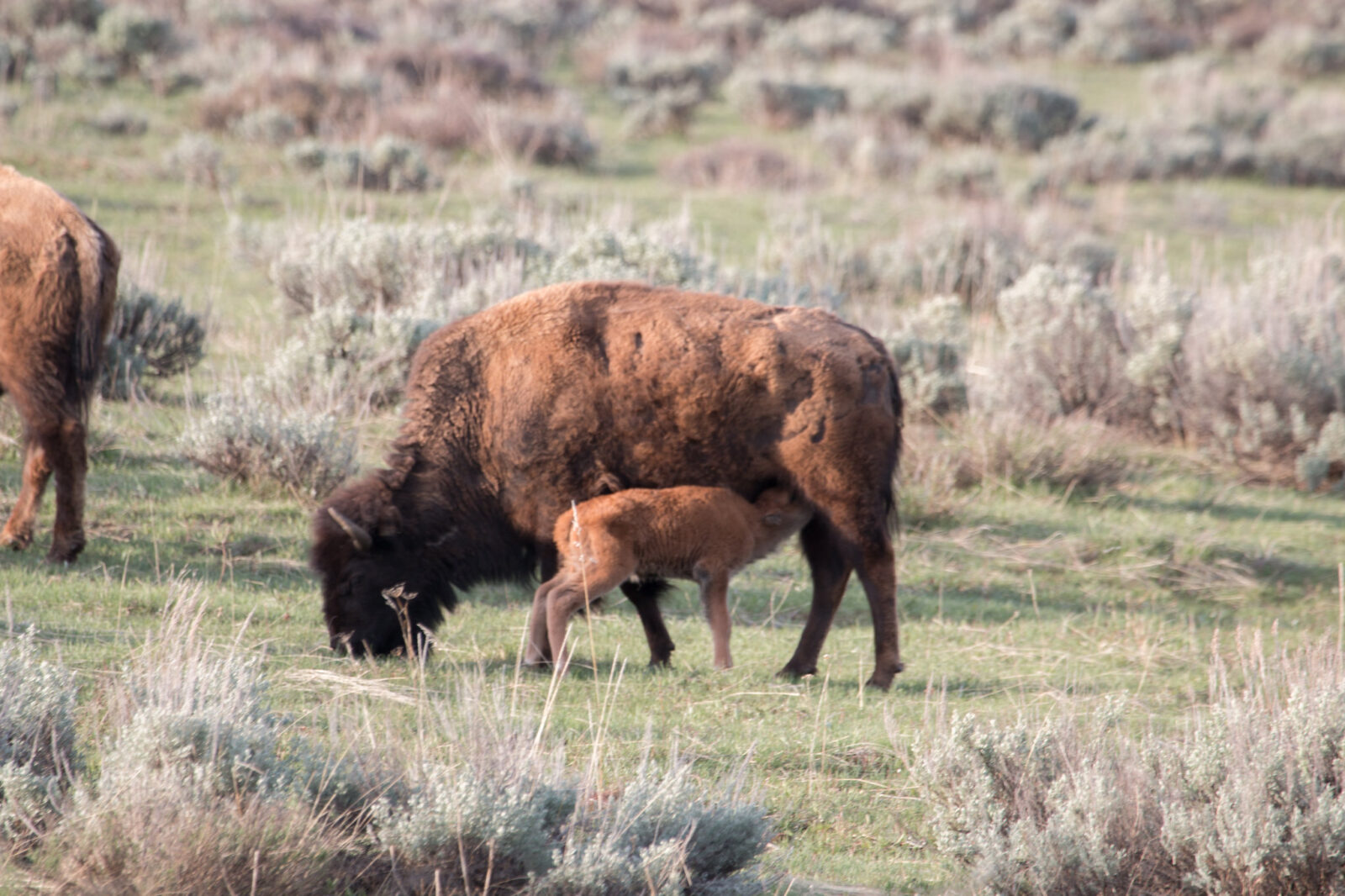 Wildlife Whereabouts: Nesting, Migrating and Rearing Young