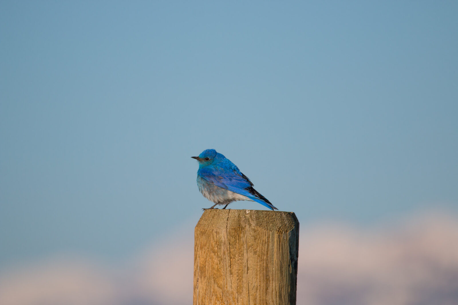 A mountain bluebird perches on a wooden post in Grand Teton.