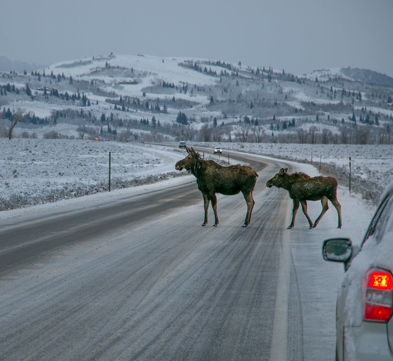 Moose are typically visible this time of year, often grazing near roads. Please drive carefully and watch for wildlife in the park.
