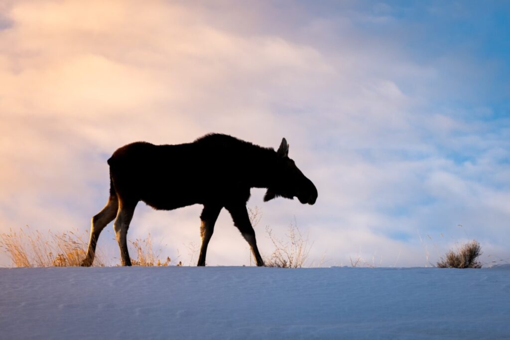 Wildlife Whereabouts: Winter Brings Challenges for Resident Wildlife