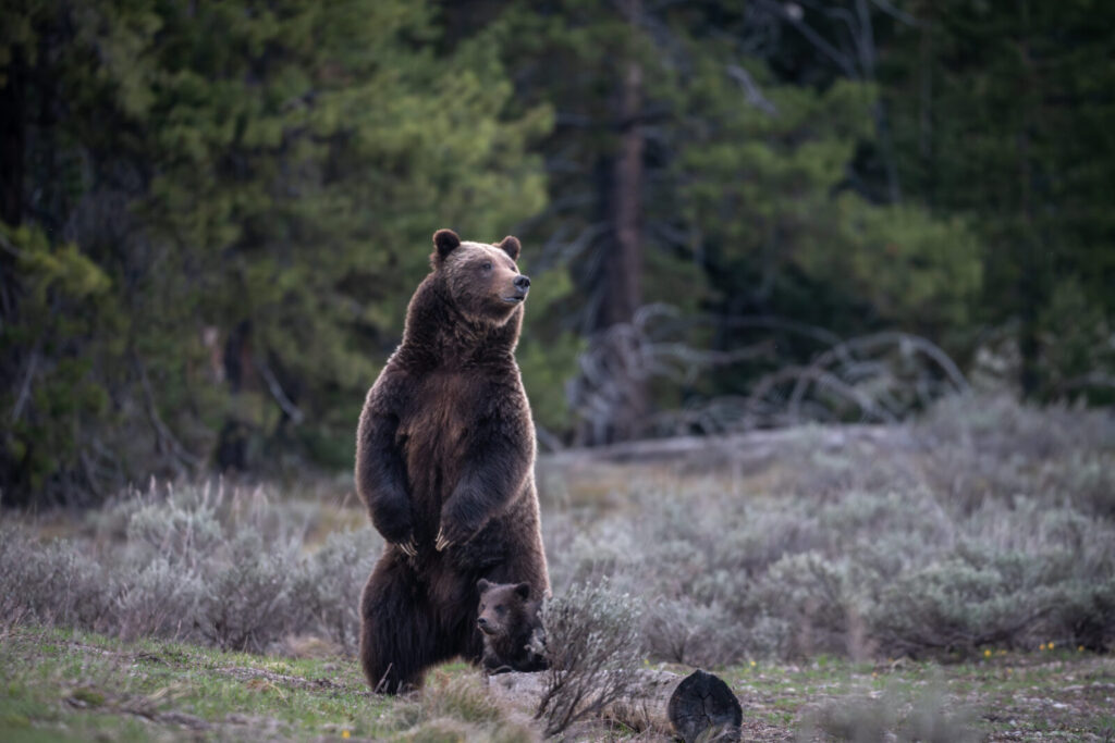 Grizzly bear 399 in spring 2023 with her cub of the year. She is twenty-seven years old, making her the oldest grizzly bear mother on record in the GYE.