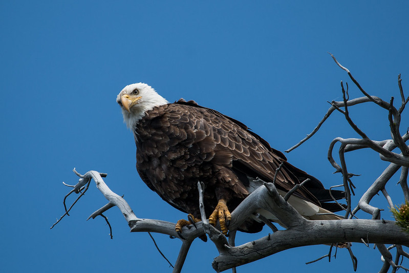 Bald eagles inhabit the Jackson Hole valley year round without migrating elsewhere.