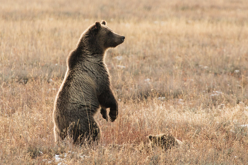 Grizzly bears are very active in Grand Teton  throughout the fall as they load up on calories before entering winter dens.