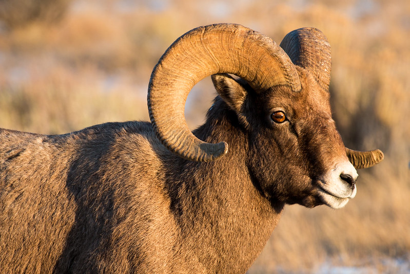 The bighorn sheep mating season is underway.
