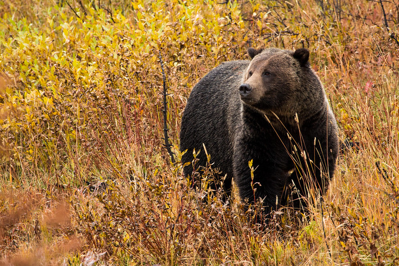 By the end of November, most bears are hibernating, but a few will remain will remain active into December - be prepared!