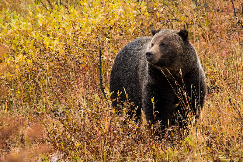 Bear - Grand Teton National Park