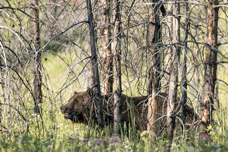Bears blend in well with the forest and can be hard to see - always be on the lookout!