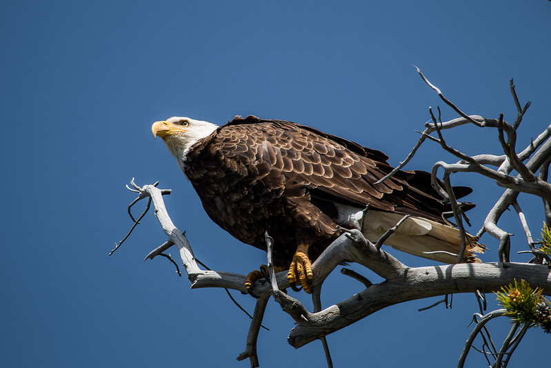 Adult bald eagles are currently spending their timefeeding their young along waterways in Grand Teton.