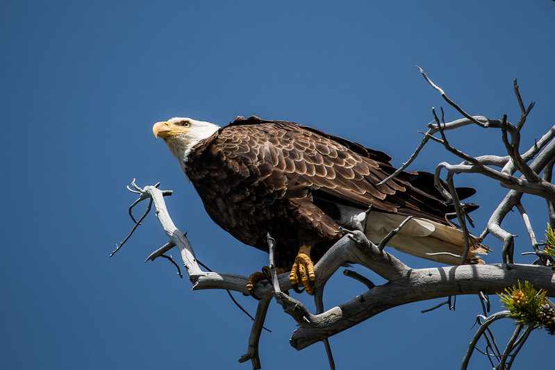 43169523442_193bd08c47_c Adult bald eagles are currently spending their timefeeding their young along waterways in Grand Teton.