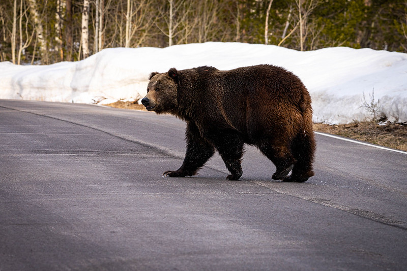 Male grizzly bears have begun to emerge from their winter dens in the Greater Yellowstone Ecosystem.
