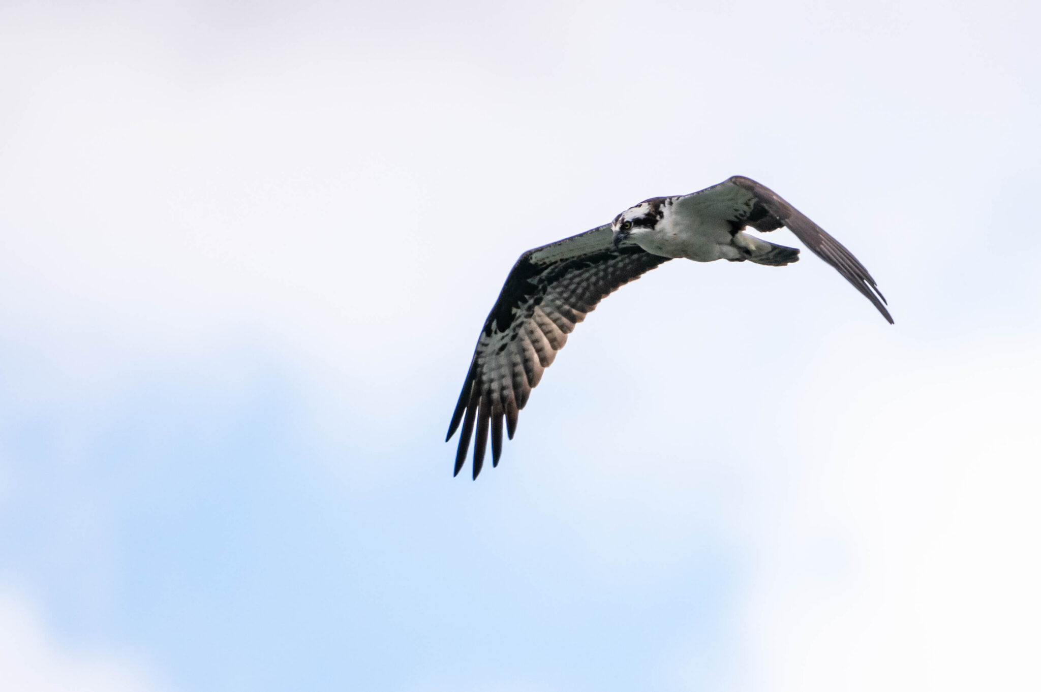 48876357658_e437b5f0d2_o