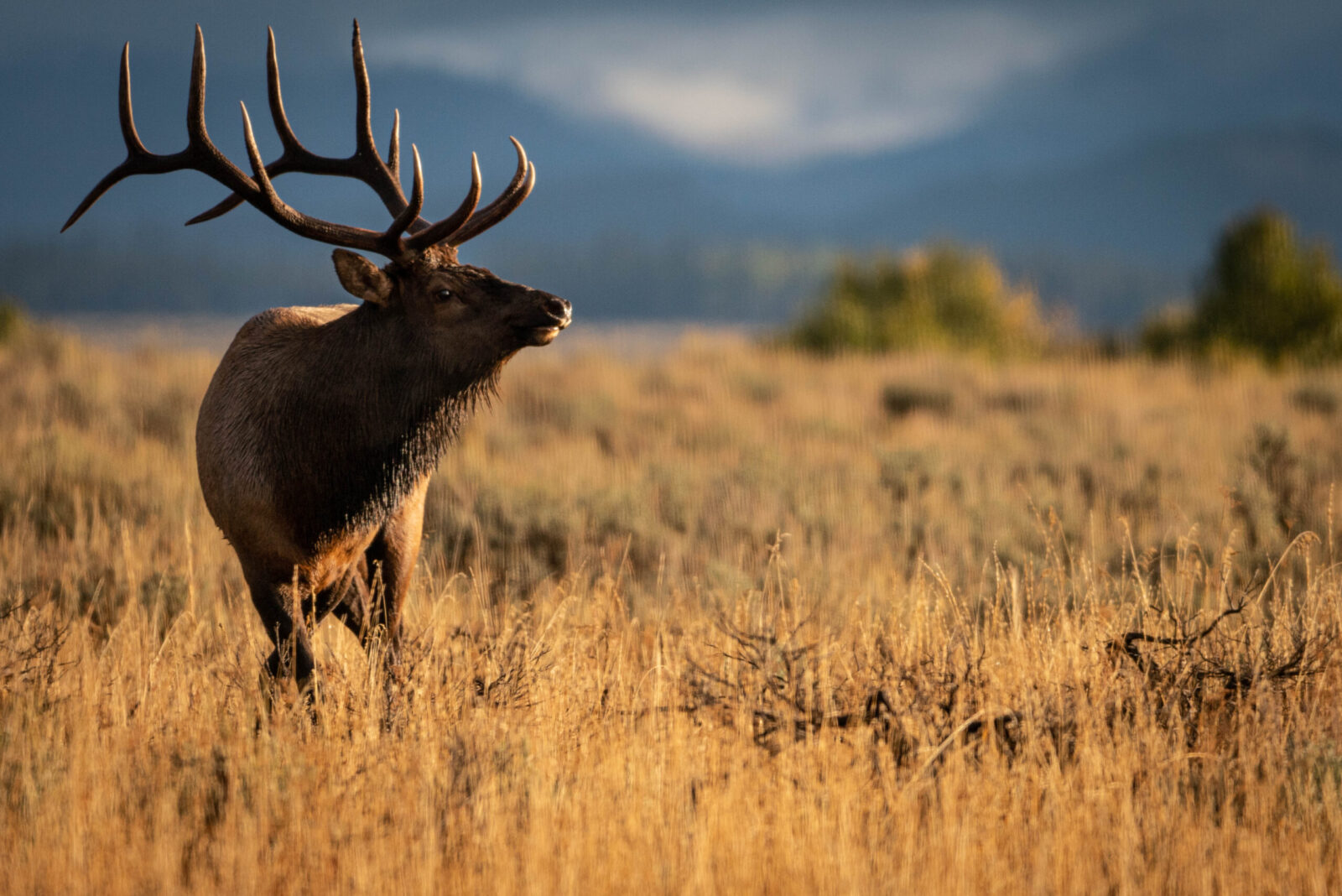 A bull elk in Grand Teton National Park.