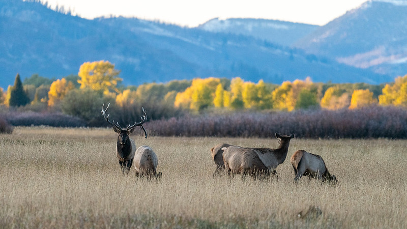 Elk in Grand Teton are in the rut (peak of mating season) during the month of September.