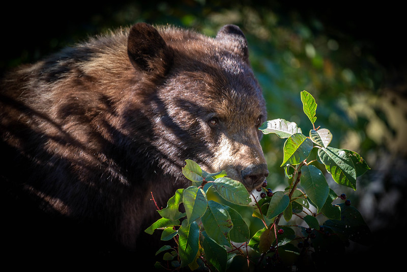 Black and grizzly bears are currently consuming as many calories as possible in preparation for winter.