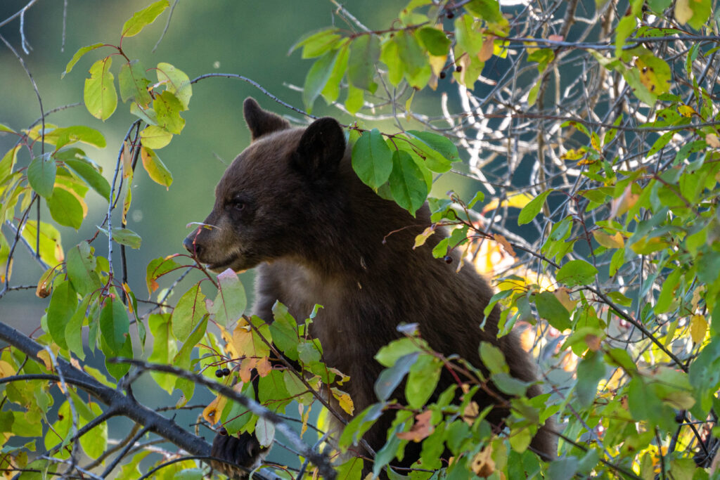 A black bear cub munches on berries.