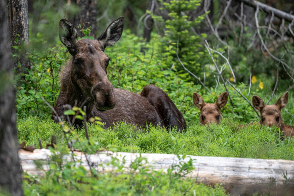 Wildlife Whereabouts: Bison Calves, Mosquitos, and Summer Heat