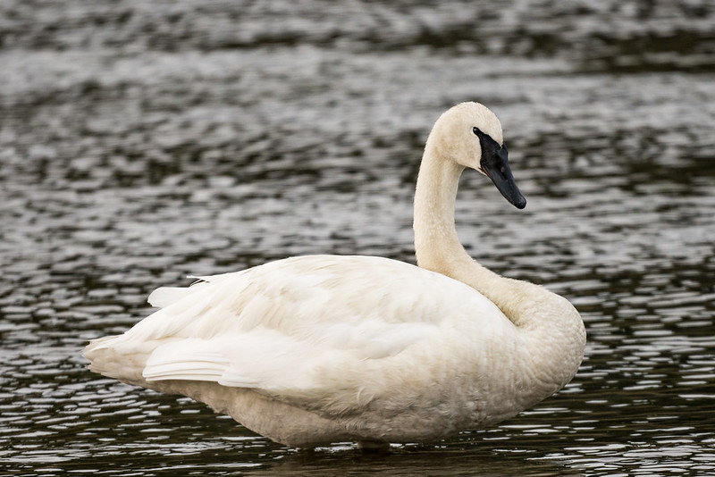 Trumpeter swans are the heaviest flying bird in North America, with adults often weighing over 20 pounds.