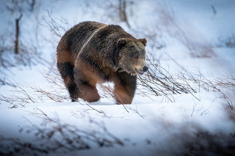 Grand Teton National Park Foundation - Wildlife - Bear