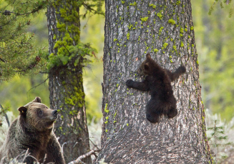 Bears can be frequently seen throughout the Moose-Wilson road corridor. Photo: Gary Pollock.