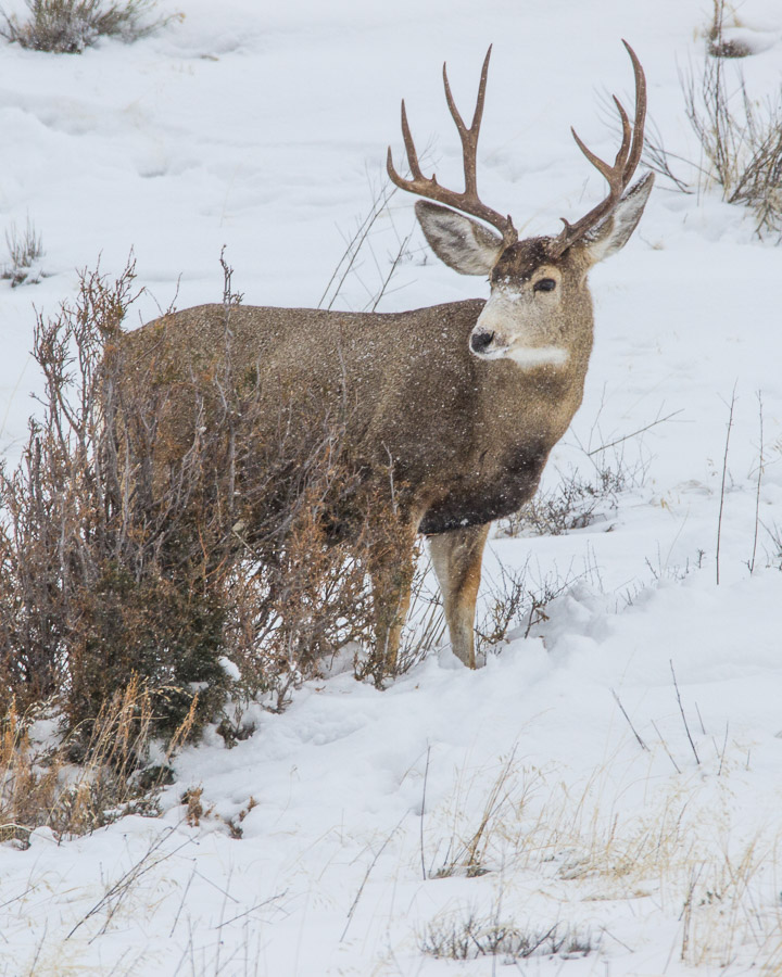 Many of Grand Teton's mule deer have made their way out of the park and will not return until spring. Photo: Josh Metten/Jackson Hole EcoTour Adventures.