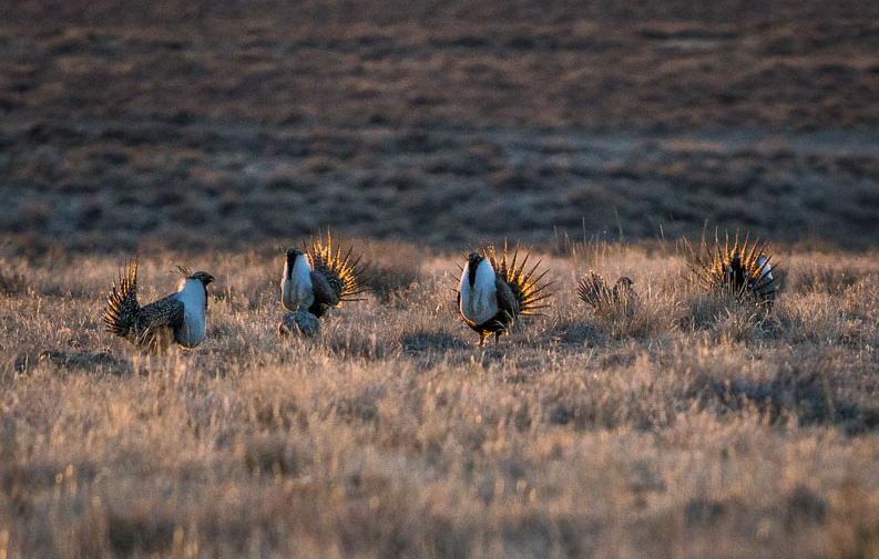 Male sagegrouse strut near a lek in April. Photo: Josh Metten.