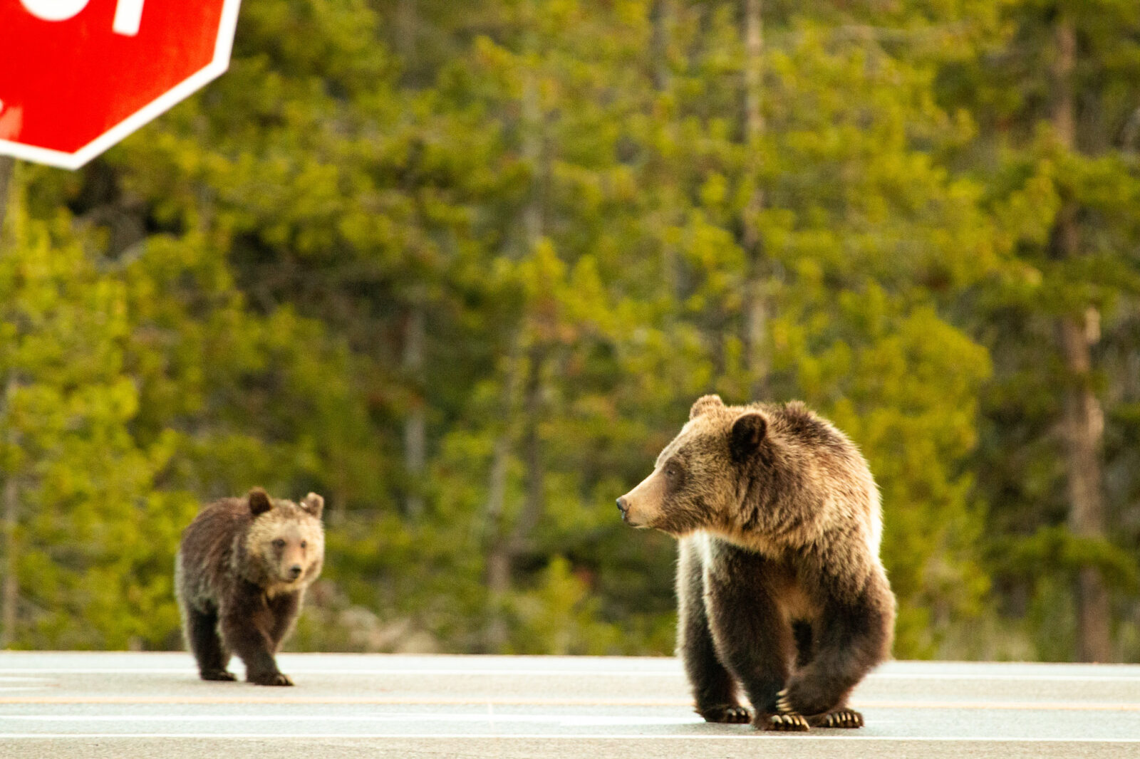 Bear with cub Bear with cub