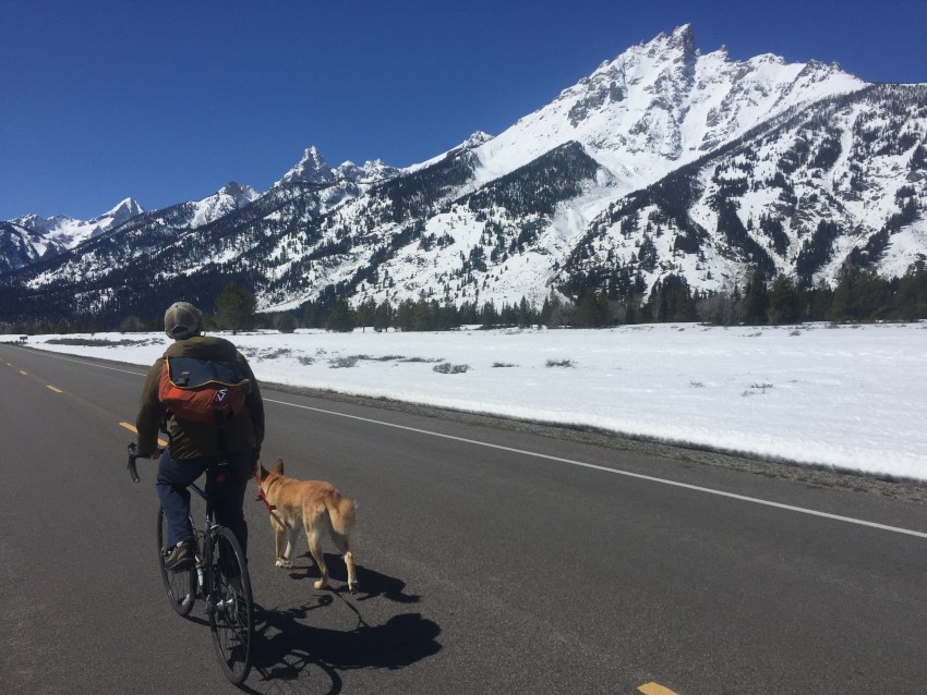 Biking with dog on park road