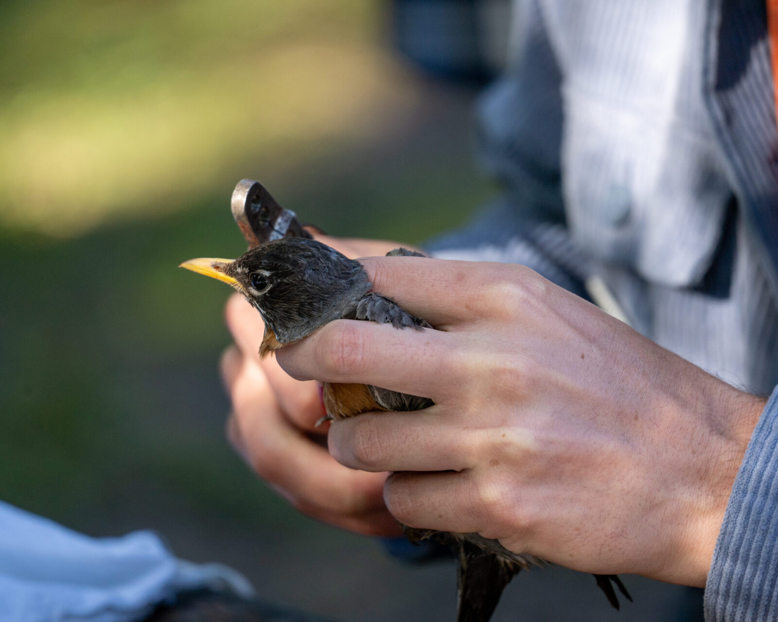 Bird Banding-12 A bird banding professional carefully measures an American robin.