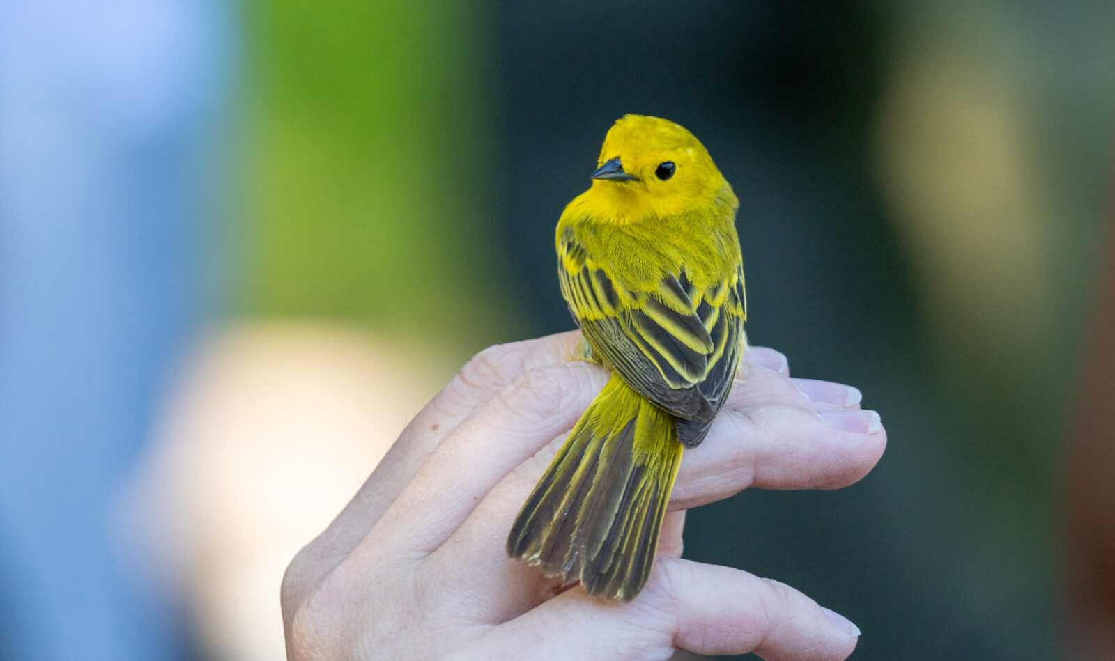 Bird Banding Bird Banding