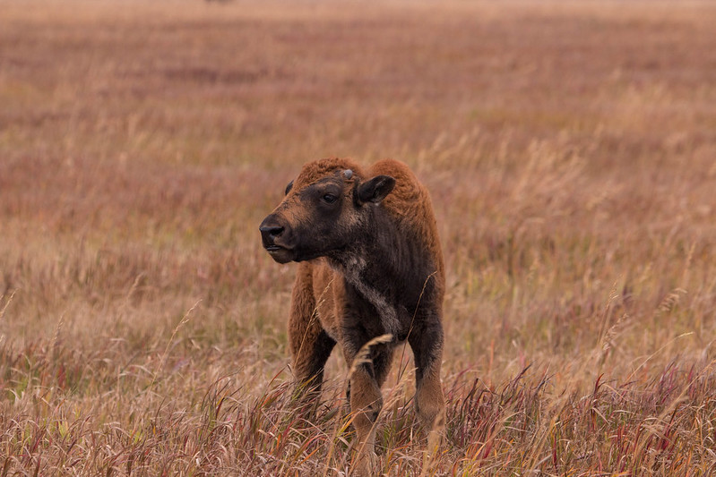 Most of the year's bison calves have been born by the end of June.