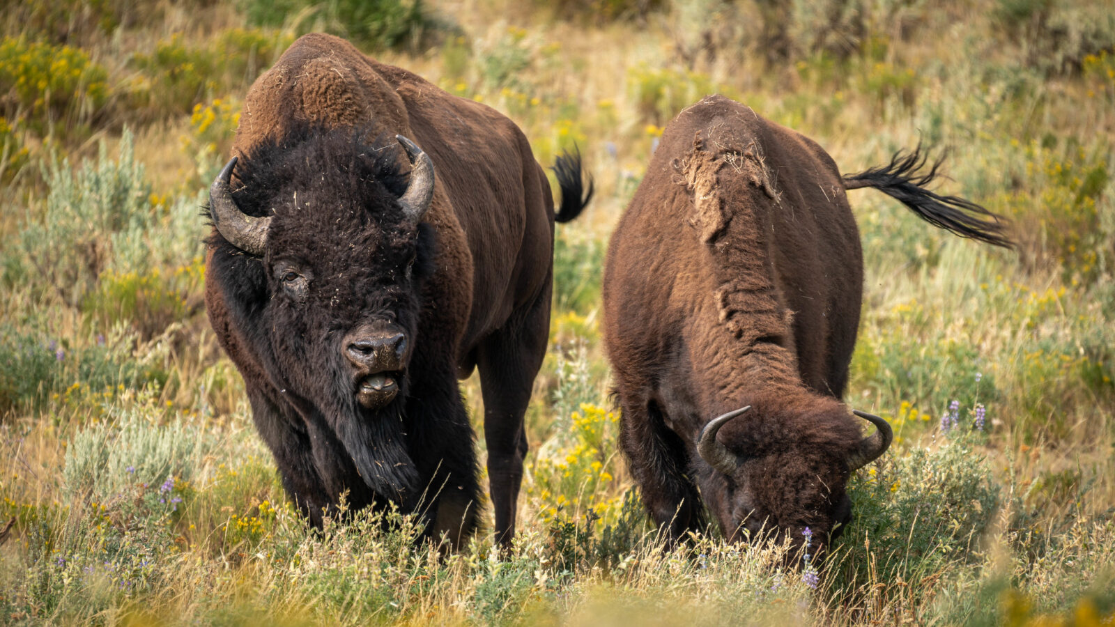 Bison in Rut
