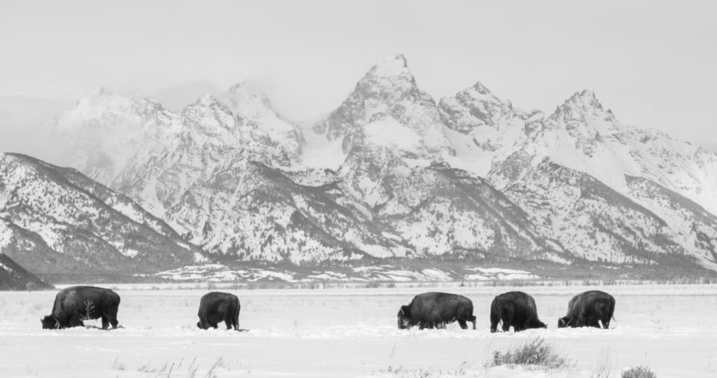 Bison use their large heads to move snow and find forage during winter months.