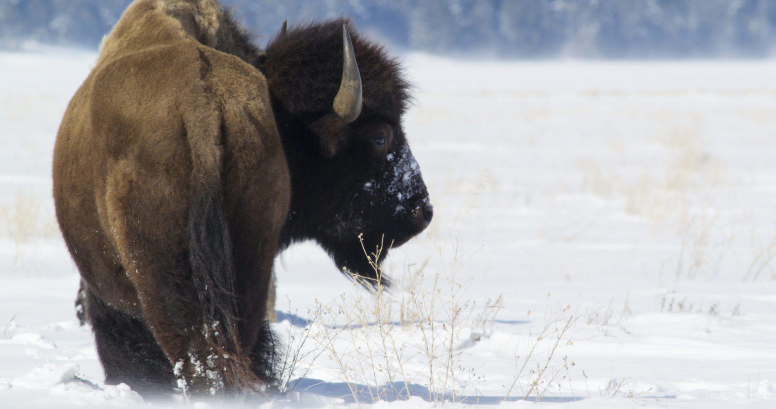 Bison resting in winter