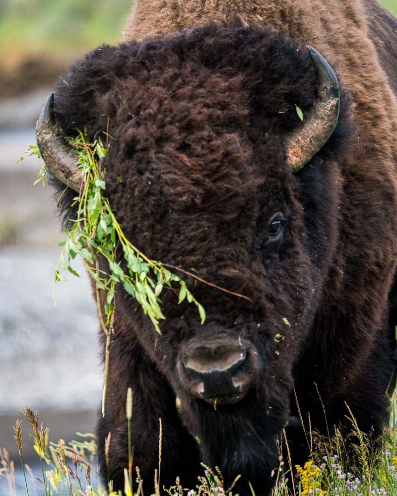 Bison are aggressive during the rut. Please maintain appropriate distance while viewing wildlife. Photo: Josh Metten, Jackson Hole Ecotour Adventures.