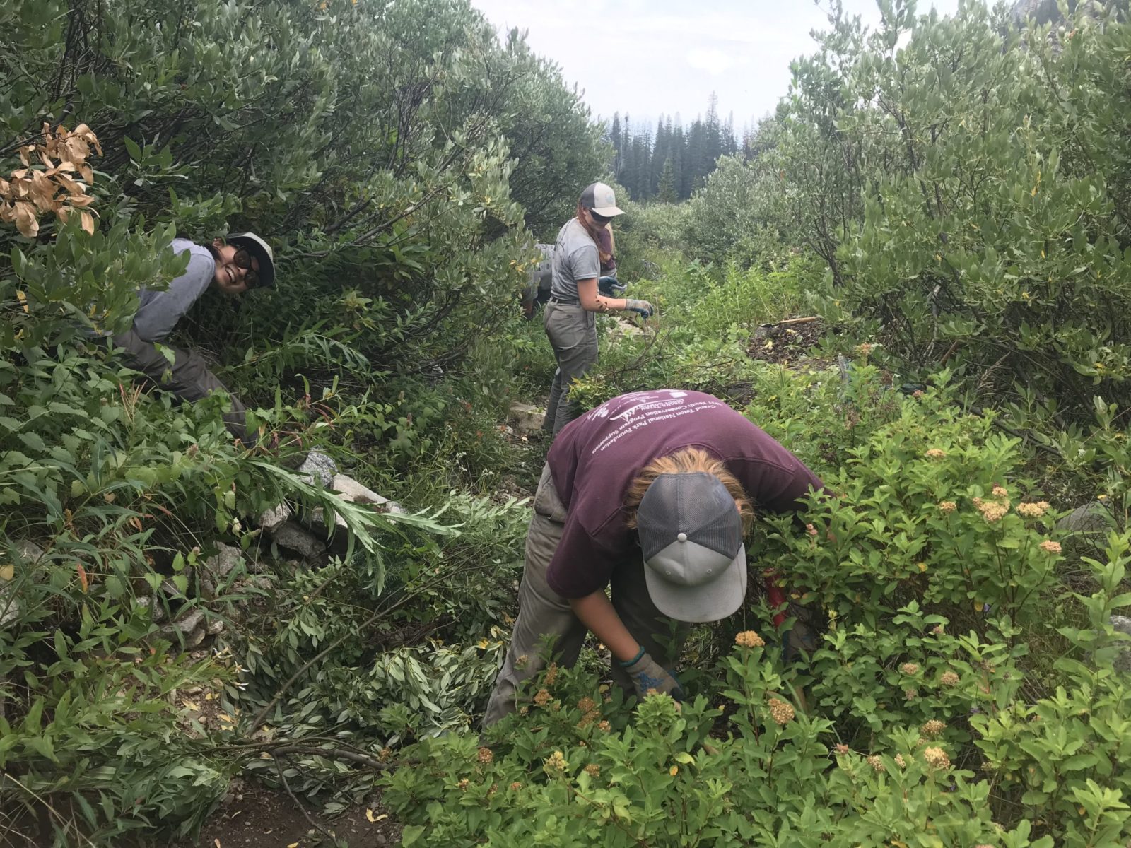 YCP brushing in lower Paintbrush Canyon GTNP.