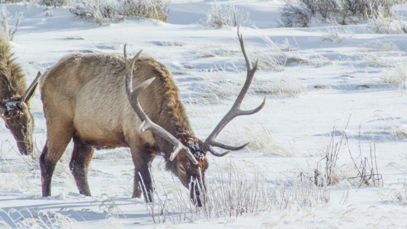 Most of Grand Teton's elk have migrated south to the National Elk Refuge where they will remain until spring.
