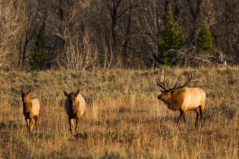 Look and listen for bugling bulls courting cows in sagebrush meadows and near conifer forests. Photo: Josh Metten, Jackson Hole EcoTour Adventures.
