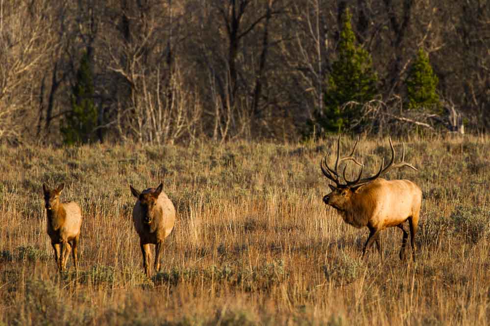 Bull elk and cows Grand Teton @joshmettenphoto Look and listen for bugling bulls courting cows in sagebrush meadows and near conifer forests. Photo: Josh Metten, Jackson Hole EcoTour Adventures.