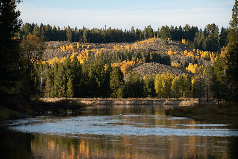 Cottonwood and aspen trees near Cattleman's Bridge during the peak of fall  colors.