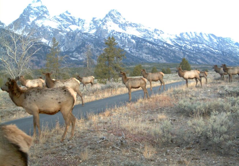 Elk on pathway GTNP
