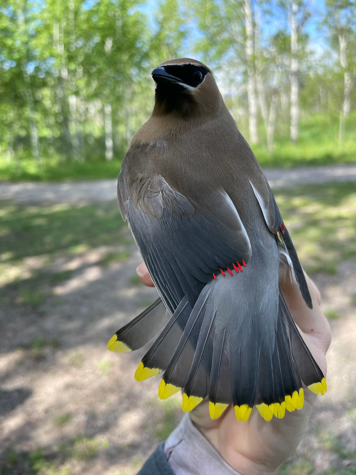 2023 Wildlife and Natural Resources Highlights - A cedar waxwing.