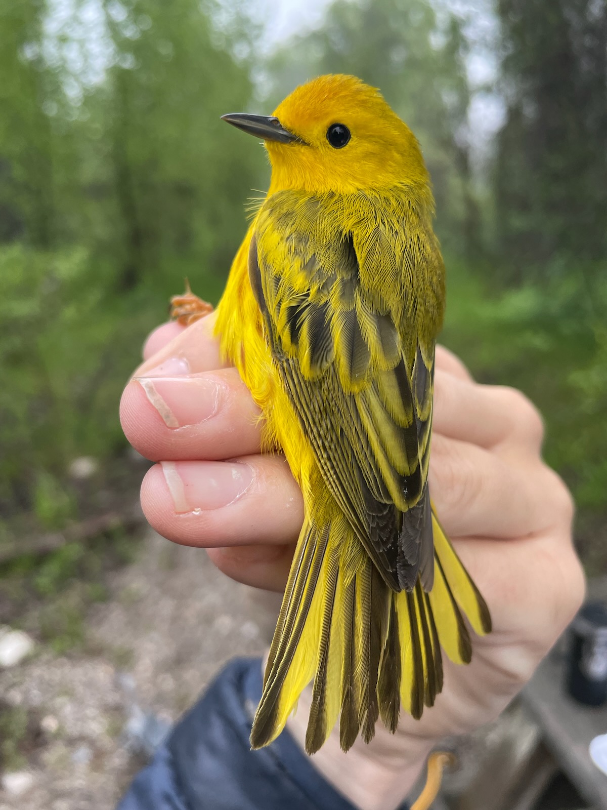 A yellow warbler. These birds were captured by scientists as part of the bird banding program.
