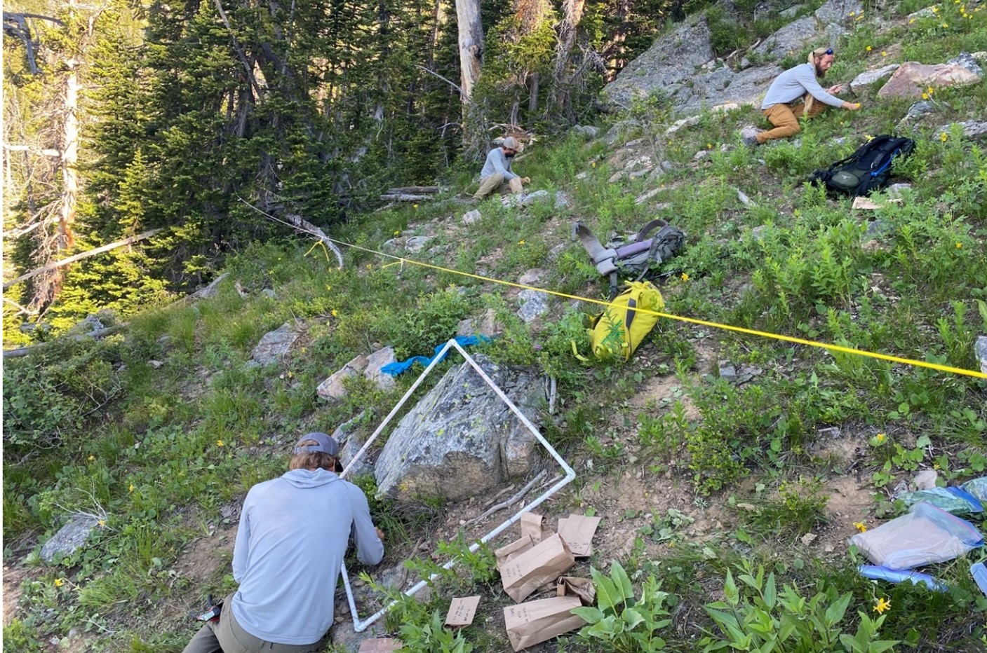 FY24 Bighorn Sheep mid-year update photo NPS photo 240703 (1) GTNP biologists evaluate available forage for bighorn sheep.