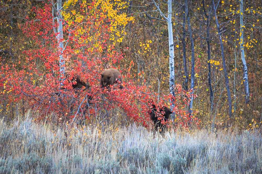 Fall black bear and cubs in Grand Teton @joshmettenphoto 2 Black bears and grizzly bears will consume up to 20,000 calories daily in the fall. Photo: Josh Metten, Jackson Hole EcoTour Adventures.