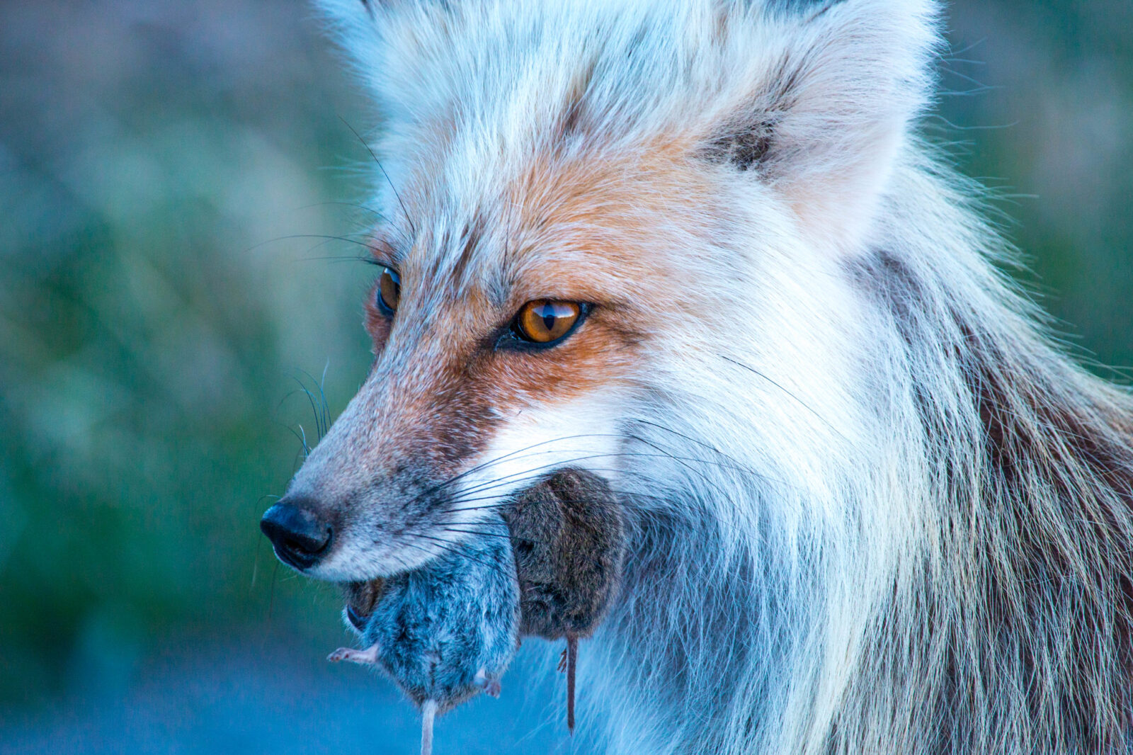Fox With Food Fox With Food