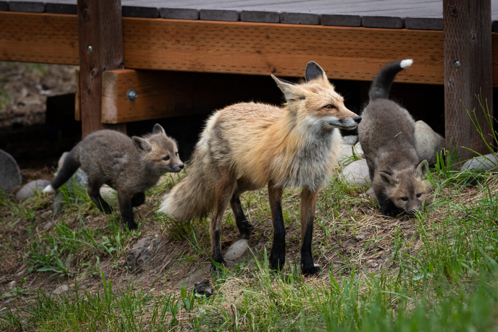 Fox and Kits Fox and Kits